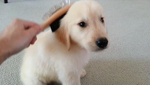 Sweet_Golden_Retriever_Puppy.jpg