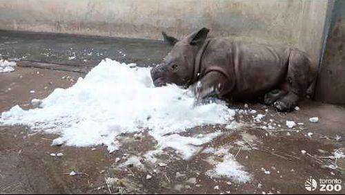 Toronto_Zoo_White_Rhino_Calf_Meets_Snow.jpg