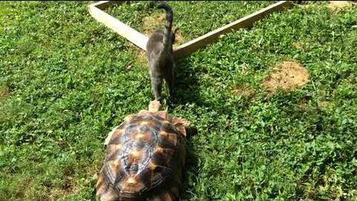 Tortoise_Chases_Cat.jpg
