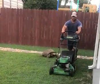 Tortoise_Chases_Lawnmower.jpg