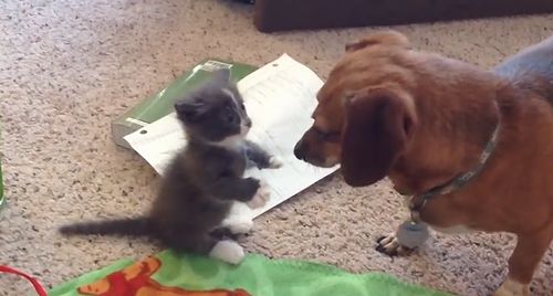 Wiener_kitten_meets_wiener_dog.jpg