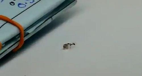 ant_stealing_diamond.jpg