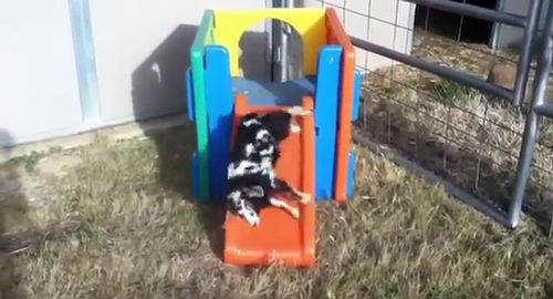 Baby_goat_faints_down_slide.jpg
