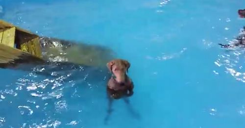 non_swimming_dog.jpg
