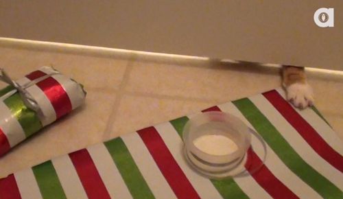How_Cats_Help_Wrap_Presents.jpg