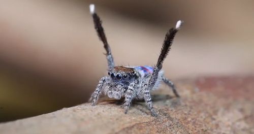 Peacock_Spider_Dances_to_YMCA.jpg