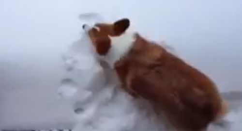 corgi_dives_snow.jpg