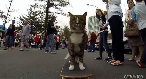 CAT_Super_Skateboarding.jpg