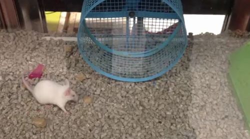 Mouse_runs_circles_around_wheel.jpg