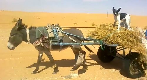 A_dog_steering_a_donkey-pushed_buggy.jpg