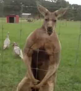 Kangaroo_on_steroids.jpg