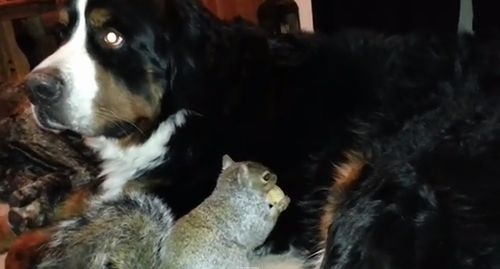 Pet_Squirrel_wally.jpg