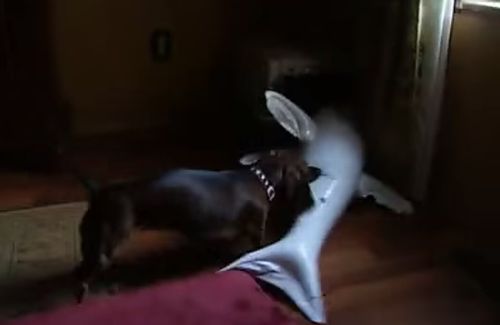 Dachshund_attacks_a_shark.jpg