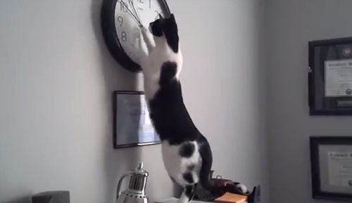 Cat_O_Clock.jpg