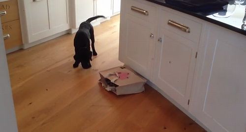 Puppy_Black_Labrador_gets_a_surprise.jpg