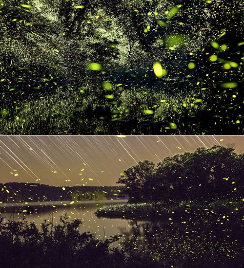 firefly_timelapse.jpg