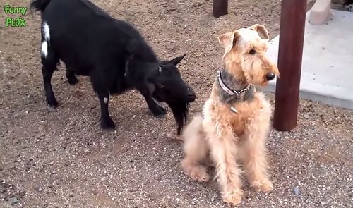 dog_vs_angry_goat.jpg