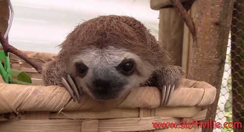 sloth_squeak.jpg