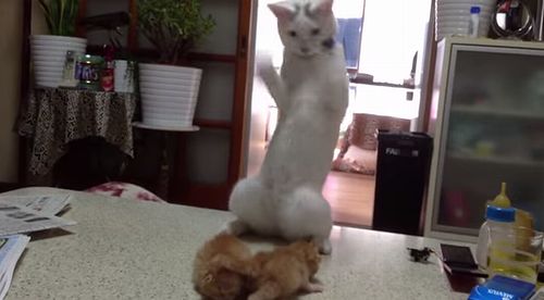 standing_fight_cat.jpg