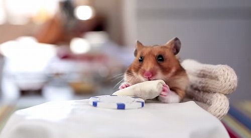 Hamster_Eating_Burrito.jpg