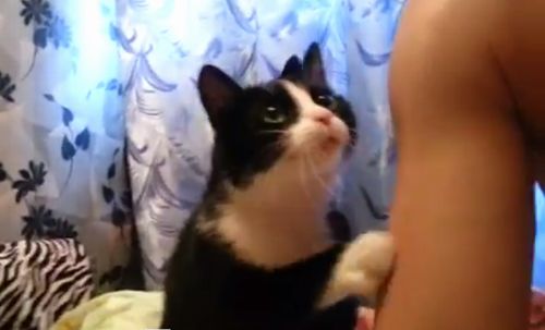 cat_is_asking_for_a_pet.jpg