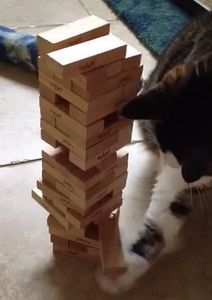 jenga_cat.jpg