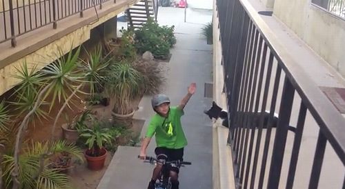 Cat_High_Fives_Kid_on_Bike.jpg