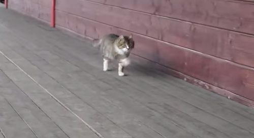 cat_walk.jpg