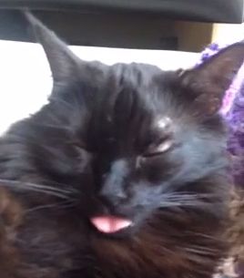 silly_cat_tongue.jpg