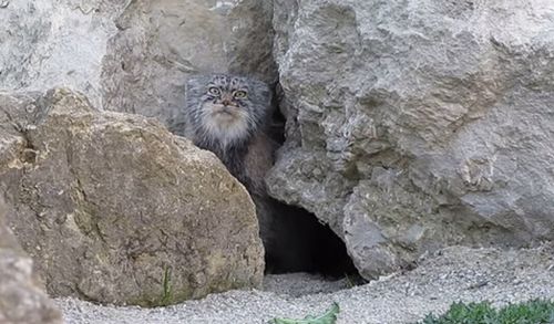 Pallas_cat.jpg