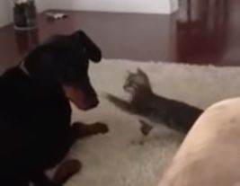Doberman_doesnt_want_to_deal.jpg