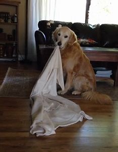 Golden_Retriever_takes_his_favorite_blanket_everywhere.jpg