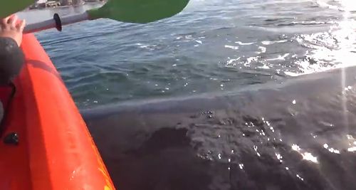 Kayak_raised_by_a_whale.jpg