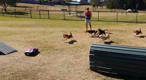 Remote_Control_Car_vs_Beagle.jpg