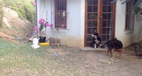 Sneaking_Lion_Cub_Gives_Dog_Fright.jpg