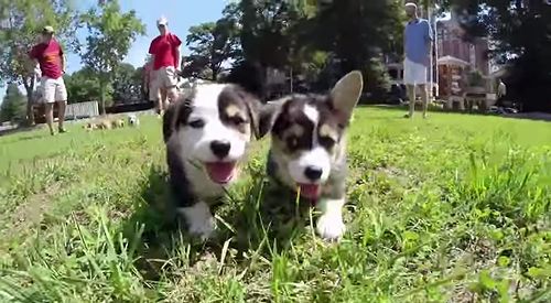 Corgi_Puppies_at_Georgia_Tech.jpg