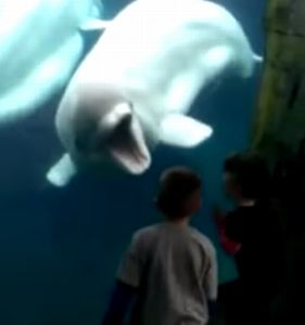 Belugas_tease_kids.jpg