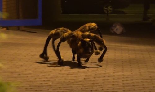 Mutant_Giant_Spider_Dog_prank.jpg