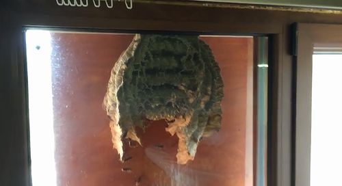 Huge_wasp_nest_in_my_window.jpg