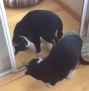 Cat_looks_in_mirror.jpg