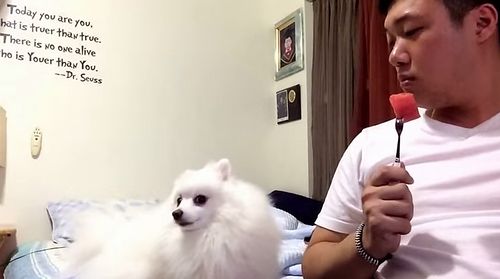 Pomeranian_watermelon_love.jpg