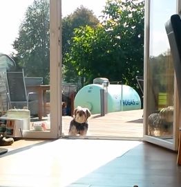 Dog_thinks_terrace_door_is_closed.jpg