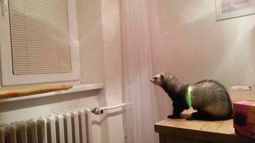 Ferret_jump_fail.jpg