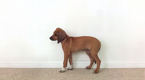 A_Rhodesian_Ridgeback_Time-lapse.jpg