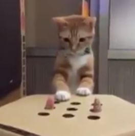 Cat_Plays_Whack_A_Mole_Video.jpg