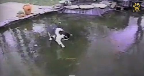 Cat_Chases_Fish_On_Frozen_Pond.jpg