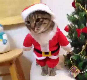 santa_cat.jpg