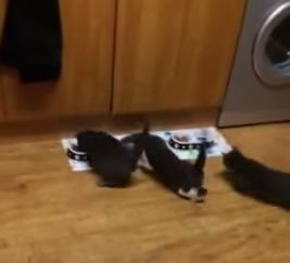 Crazy_Kitten_Feeding_Time.jpg