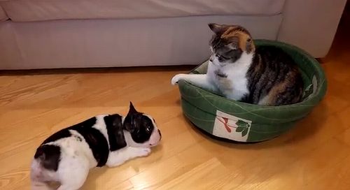 French_bulldog_puppy_vs_cat.jpg