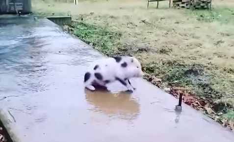 Pig_slides_on_frozen_sidewalk.jpg